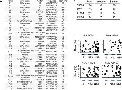 Japanese Encephalitis Virus Vaccination Elicits Cross-Reactive HLA-Class I-Restricted CD8 T Cell Response Against Zika Virus Infection